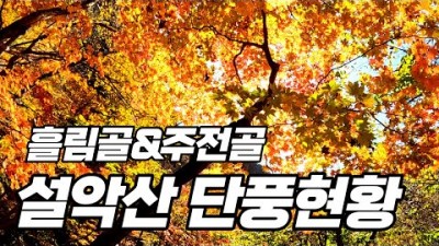 설악산 흘림골 주전골 단풍현황 설악산 3대 단풍산행지 등산코스 트레킹 가볼만한곳 추천