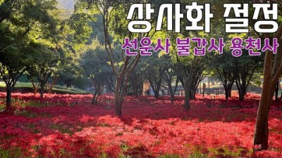전남 꽃무릇 여행 가볼만한곳, 용천사 꽃무릇 공원, 불갑사 상사화, 선운사 꽃무릇 군락지, 가을 트레킹코스 추천