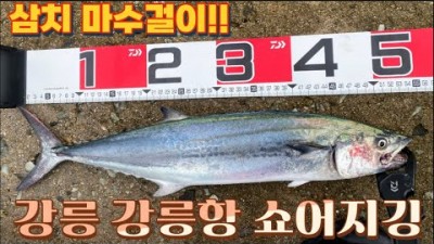 강릉 안목항 삼치 쇼어지깅 낚시포인트 삼치낚시 조황정보