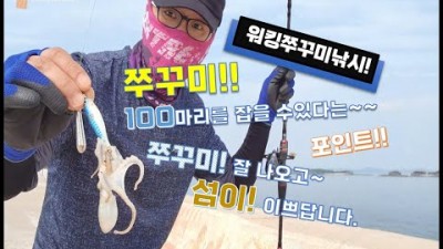 홍성 남당항 죽도 쭈꾸미낚시 포인트 쭈꾸미 워킹 루어낚시 액션법 채비정보 조황정보