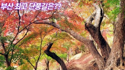 부산 최고의 단풍명소 구봉산 둘레길 트레킹코스 단풍여행 가볼만한곳 추천