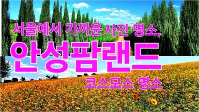 안성팜랜드 서울근교 사진 촬영 명소 가을 코스모스 핑크뮬리 여행 나들이 가볼만한곳