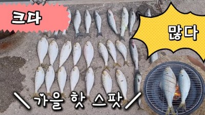 강릉 전어낚시 고등어낚시 숭어낚시 안인항 바다낚시 포인트 채비정보 조황정보